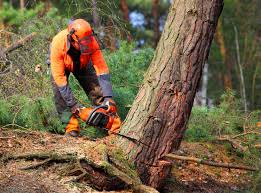 Best Tree Mulching  in Ridgetop, TN