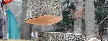 Best Tree Cabling and Bracing  in Ridgetop, TN