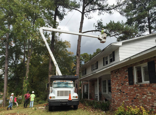 How Our Tree Care Process Works  in  Ridgetop, TN