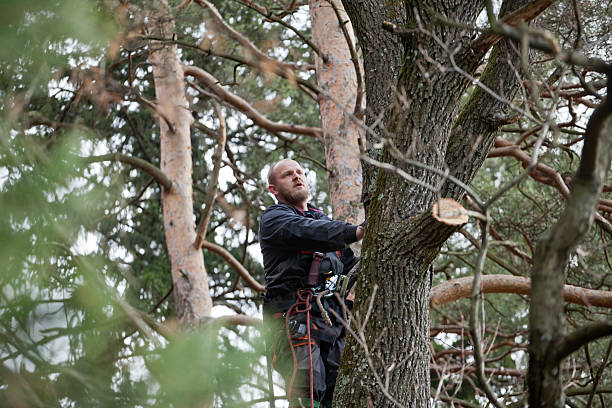 Best Hazardous Tree Removal  in Ridgetop, TN