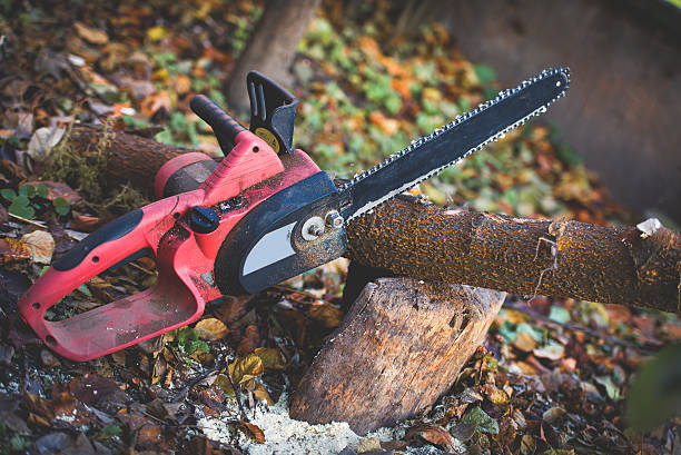 Professional Tree Care in Ridgetop, TN